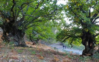 03_Casas-del-Monte_castanos-camino
