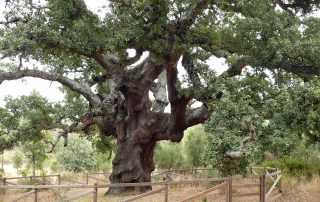 Aldeanueva-alcornoque-La-Fresneda