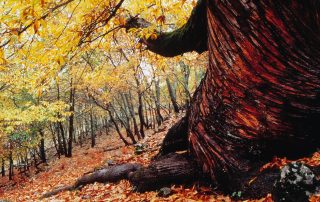 segura_de_toro_slider_02