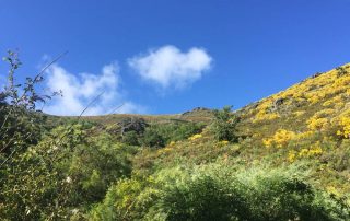 abedular_puerto_de_honduras_1-1