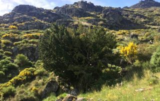 abedular_puerto_de_honduras_2