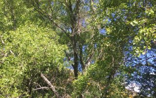 abedular_puerto_de_honduras_3