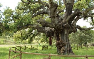 alcornoque_de_la_freneda_1-1