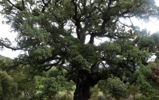 alcornoque_de_la_freneda_2