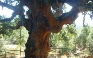 alcornoque_de_la_freneda_3
