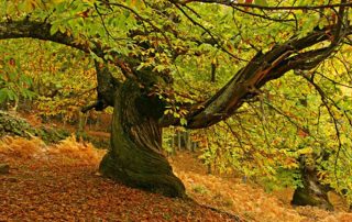 castanos_del_temblar_1