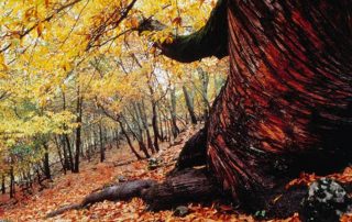 castanos_del_temblar_2