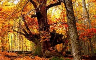 castanos_del_temblar_3