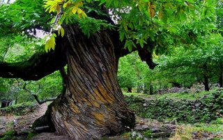 castanos_del_temblar_4