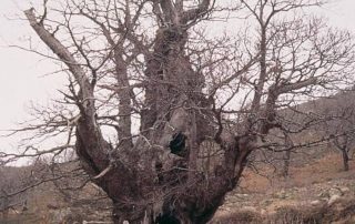 castaño_del_corbiche_1-1