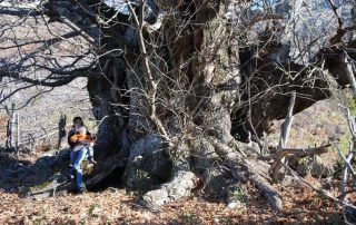 castaño_del_corbiche_2