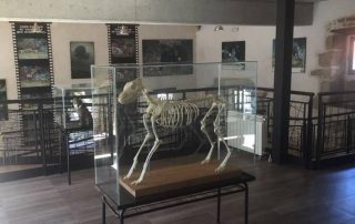 centro_de_visitantes_del_lobo_3