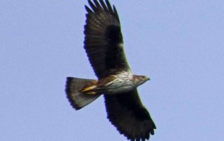 rutas_ornitologicas_1-1