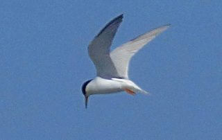 rutas_ornitologicas_2