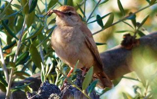 rutas_ornitologicas_3