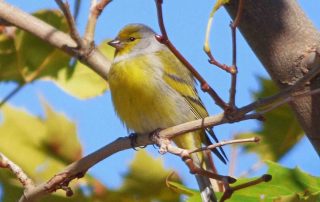 rutas_ornitologicas_4