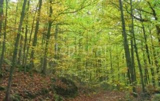 senderismo_el_castanar_3