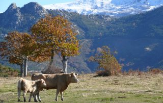 Paisaje. Animales y nieve. 50-2-08