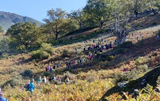 montañas1 o castaño para pasear (ultima foto)
